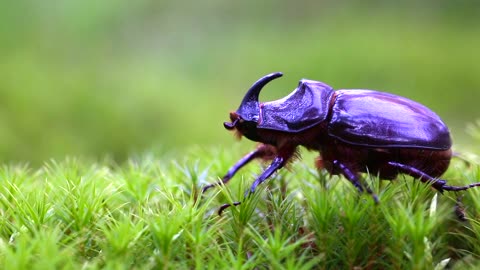 Purple European Rhinoceros Beetle