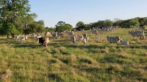 Moving Cattle 3