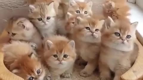 So Cute Kittens Videos - Cutest Baby Cat