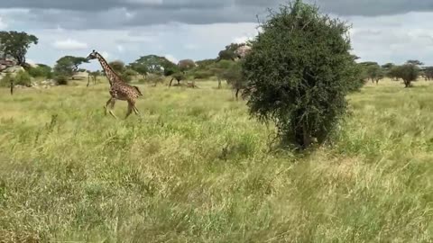 Serengeti National Park In Tanzania.-The dream African Safari