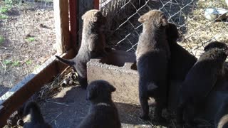 Puppy Chesapeake Bay Retreivers