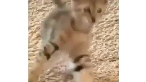 Funny cat dance to music
