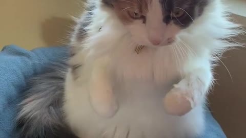 Cat Slaps Owner's Hand When They Try to Pet Her