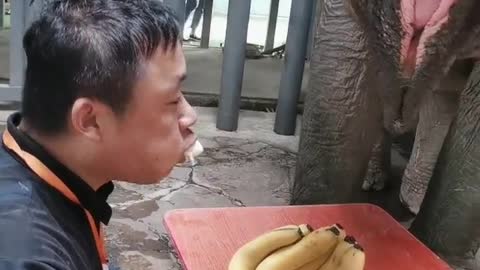 The breeder steals food from the elephants