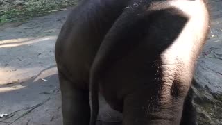 Itching Elephant