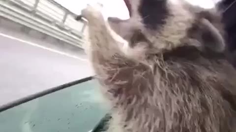 Derpy raccoon trying to eat the air