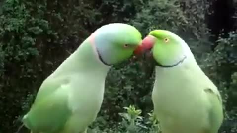 Parrot playing new video.