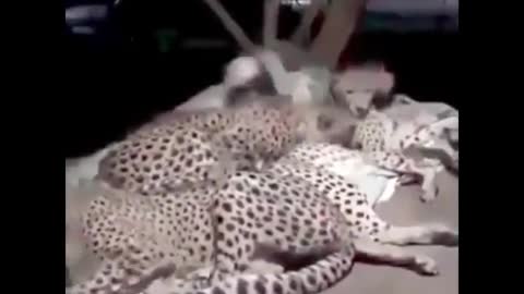Cheetahs love sleeping with dad