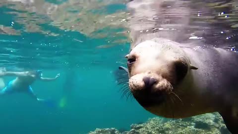 we play with young sea lions