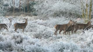 Herd Of Cold Deers Run From Photographer