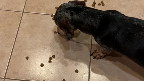 Wiener Dog Vaccum Cleaner