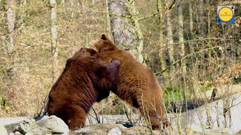 Bear Beautiful animal and Amazing Video