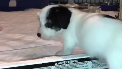 Black and white puppy