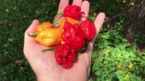 THE POWER OF PEPPERS - GROW YOUR OWN!