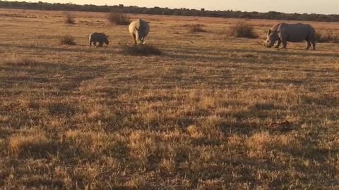 baby Rhino playing with brother and mother