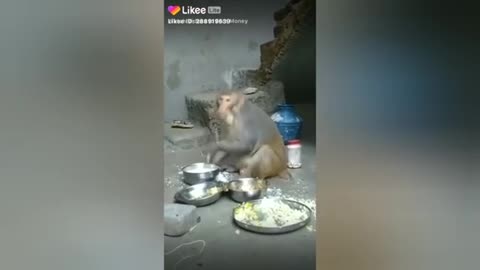 It's so funny monkey video