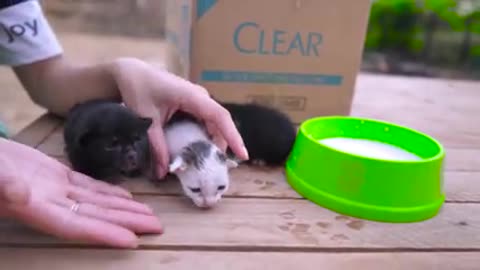 Rescue Poor Baby Cats Abandoned By Inhuman Adopted Three Kittens Very Pitifully