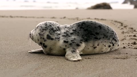 Seal on the beach10