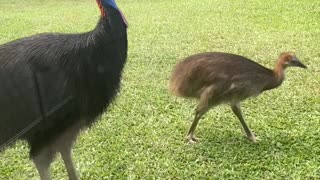 Cassowaries Visit Queensland Family in Quarantine