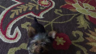 The Cutest Dog In The World - Grace the Yorkshire Terrier