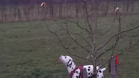 Bella the dalmatian struggling to get some toast off a branch!