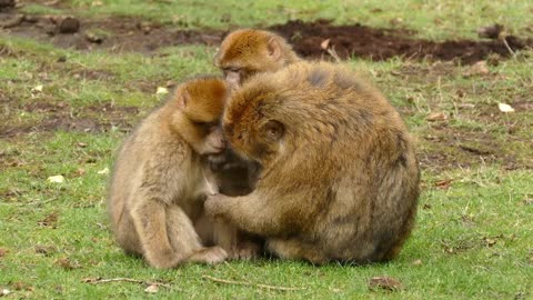 unprecedented see the affection of this family of monkeys