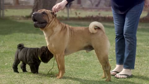 The Most Banned Dog Breeds In The World