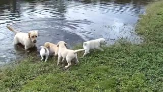 Father Teach Puppies to Swim