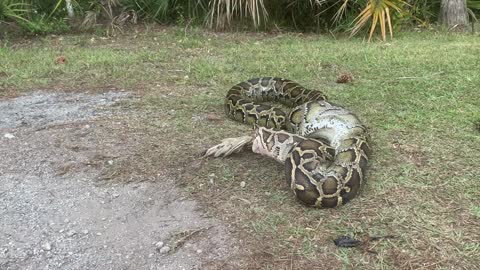 Florida Python Regurgitates a Wading Bird