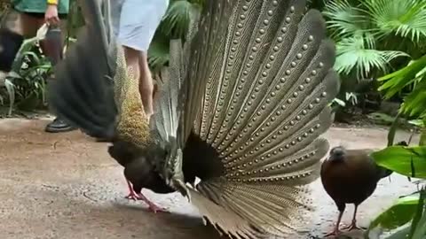 Female pheasant not impressed by mating dance 😅