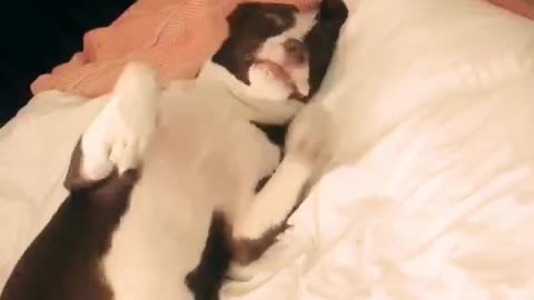 Brown dog getting scratched while laying on bed