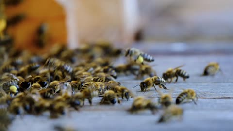 Insects and Honey Bee Biology