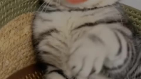 Babye cat smoking in iy lock fanie ... Comode video in mim