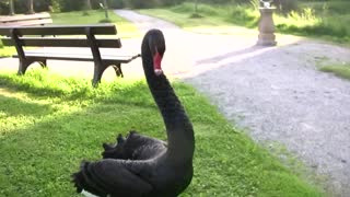 swan attacks me! self-experiment (short version) Schwan Attacken Schloss Ringenberg