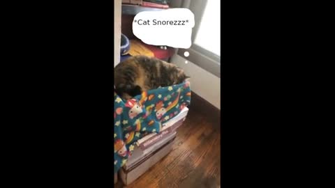 Cat pretends to sleep#funny