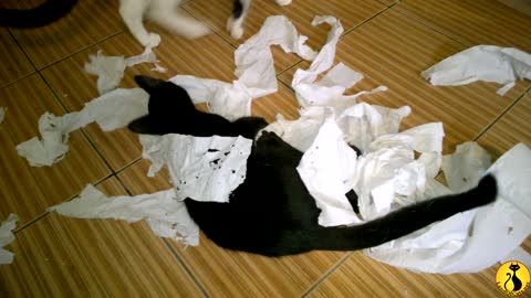 Kitten destroys toilet paper roll, makes gigantic mess!