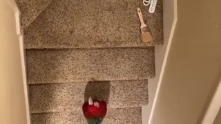 Puppy and Macaw Discuss on Steps