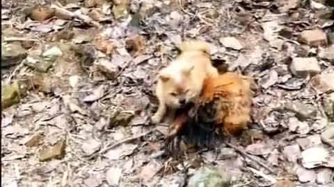 Funny Dog Fight Chicken Videos