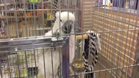 Parrot very eager to open the cage lock