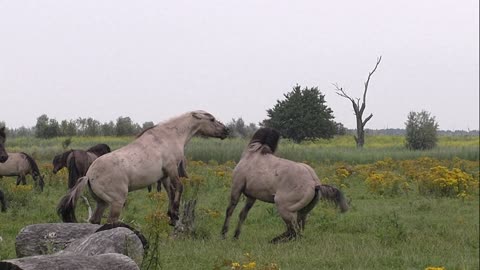 Super slowmotion of two fighting wild konik horses