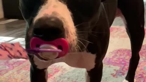 Cute Pit Bull Steals Baby's Pacifier