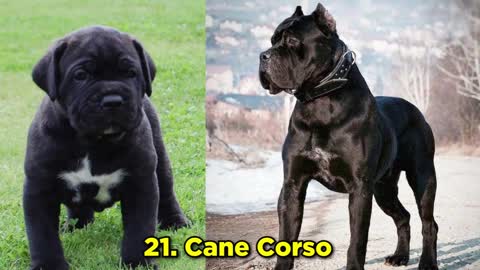 TOP 30 DOG BREEDS, FROM CUTE PUPPY TO ADULT