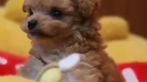 Cute dog Viral video