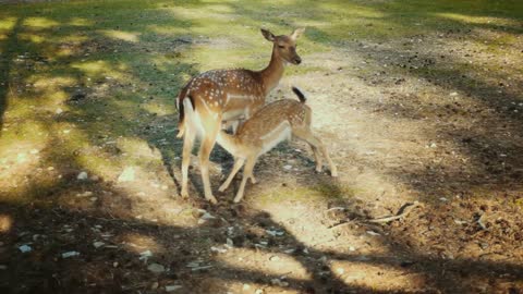 Wild deers in forest on field. Adult deer feeding little fawn