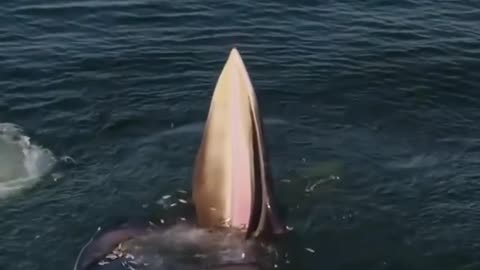 Blue Whale swigs a fish horde