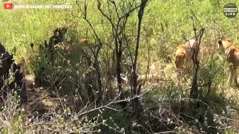 30 Moments Crazy Big Cats Fight To The Death Caught On Camera | Wild Animals