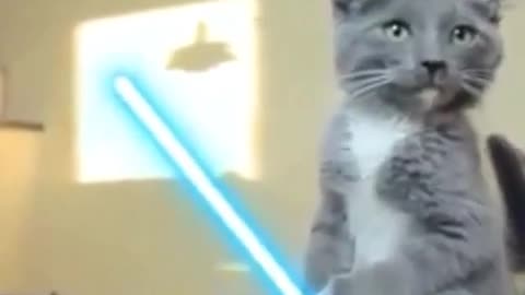 Star war cat fighe- cat funny video