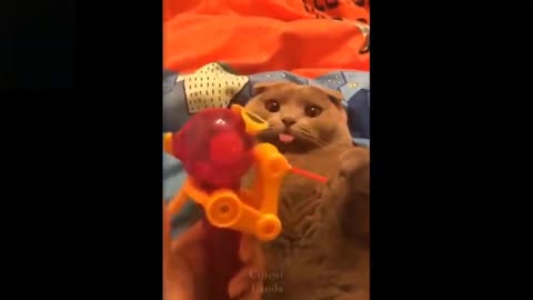 Best Cute Funny Cat and Pets Compilation