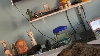 Cat Learns Aerial Yoga in Quarantine