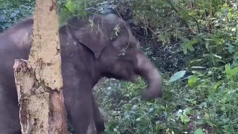Baby elephant playing with branches